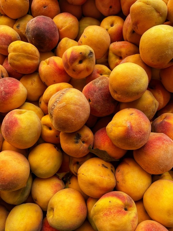 Où apprendre les techniques de pêche au gros en Nouvelle-Zélande ?